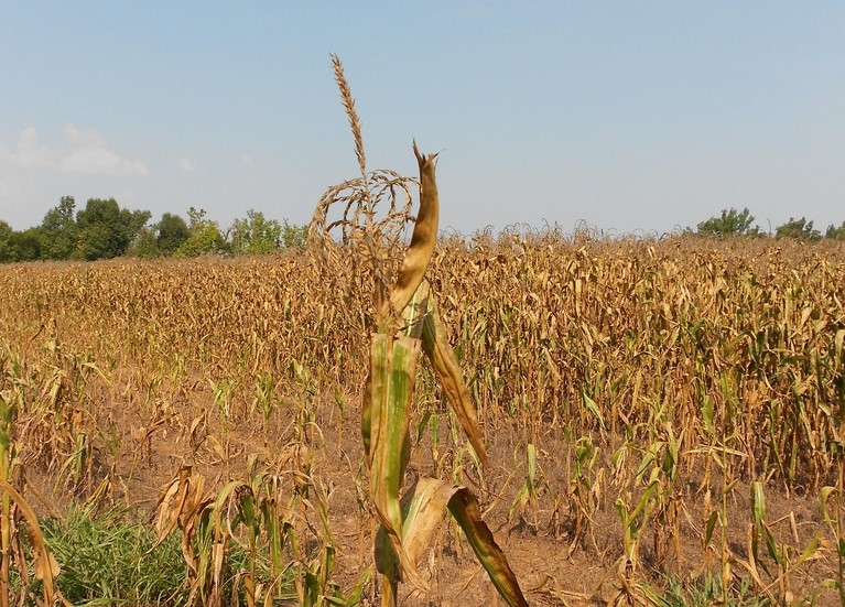 Con sconvolgimenti meteo borse giù del 10% e SOS per sistema alimentare 