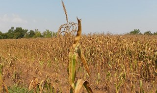 Con sconvolgimenti meteo borse giù del 10% e SOS per sistema alimentare 