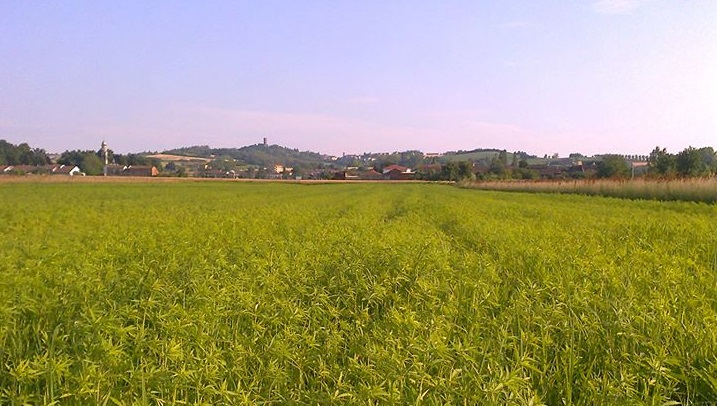 In Italia rinasce l’industria della canapa