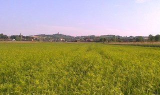 In Italia rinasce l’industria della canapa