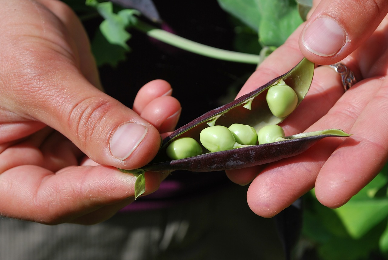 La green economy? Fa bene anche all’agroalimentare made in Italy