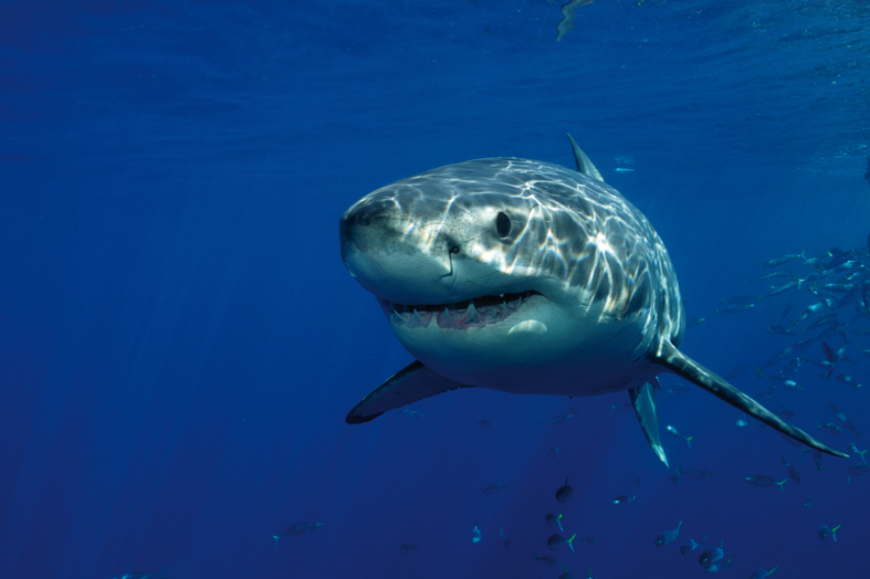 Squali del Mediterraneo a rischio estinzione, ma ora c’è Sharklife
