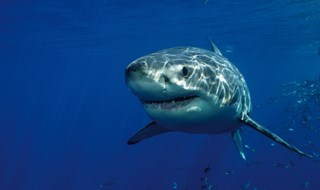 Squali del Mediterraneo a rischio estinzione, ma ora c’è Sharklife