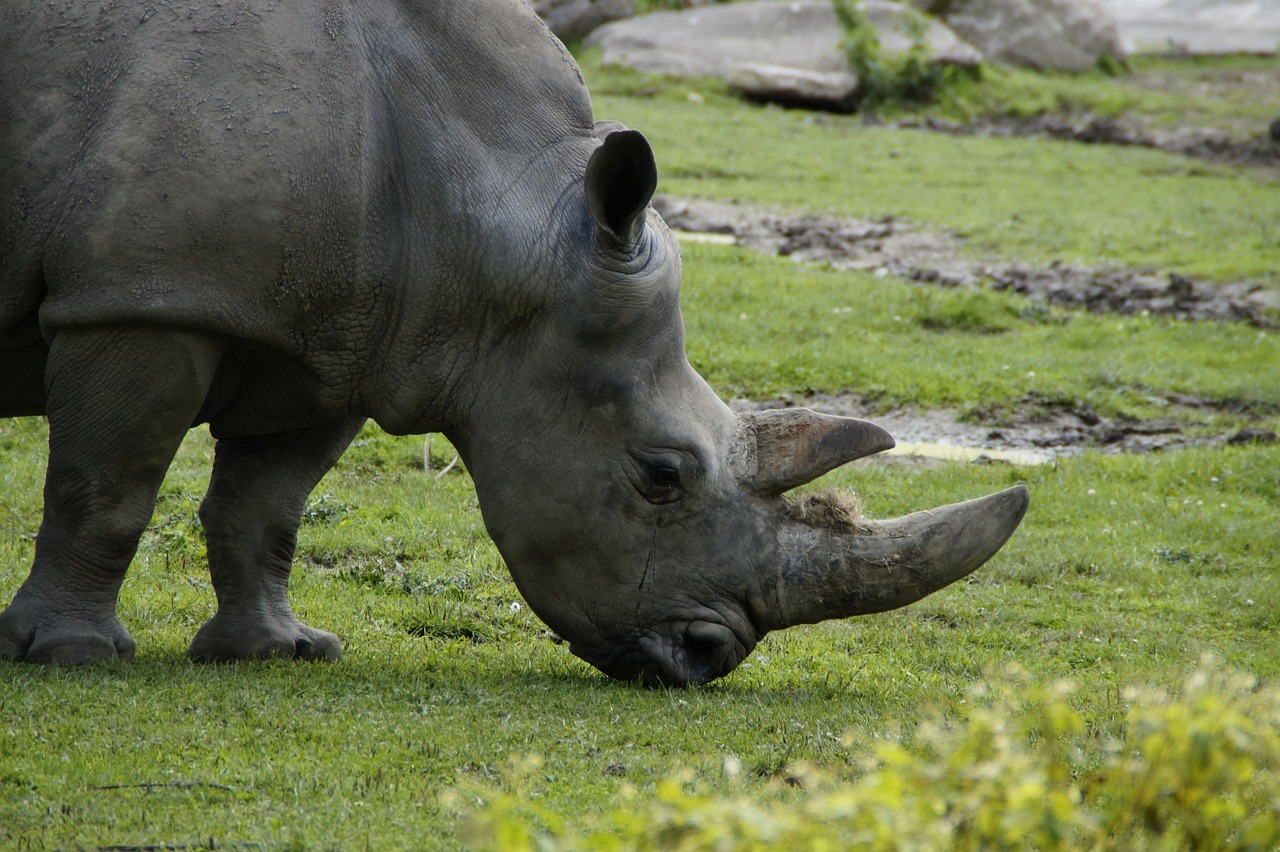 Traffico di flora e fauna selvatiche, l’Ue aderisce alla Cites