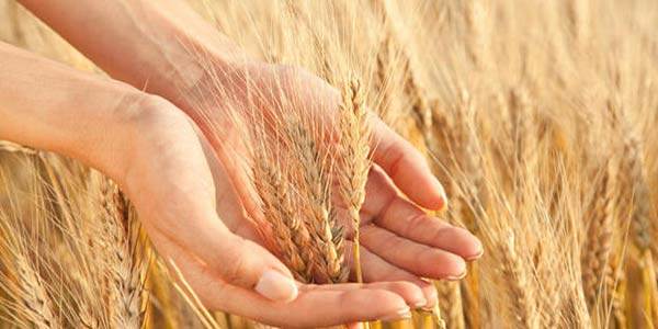 Celiachia: più a rischio i nati tra giugno e luglio