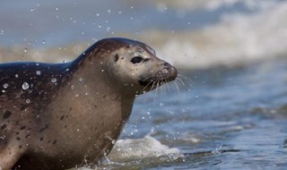 Caccia alle foche, regole più severe nella Ue