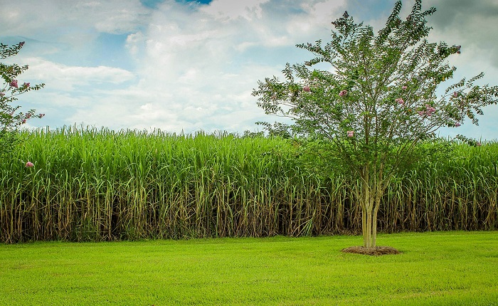 Agricoltura e deforestazione: gli effetti distorti dei sussidi