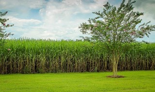 Agricoltura e deforestazione: gli effetti distorti dei sussidi