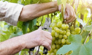 Dai fagioli all'uva. Gli imballaggi sono sempre più eco