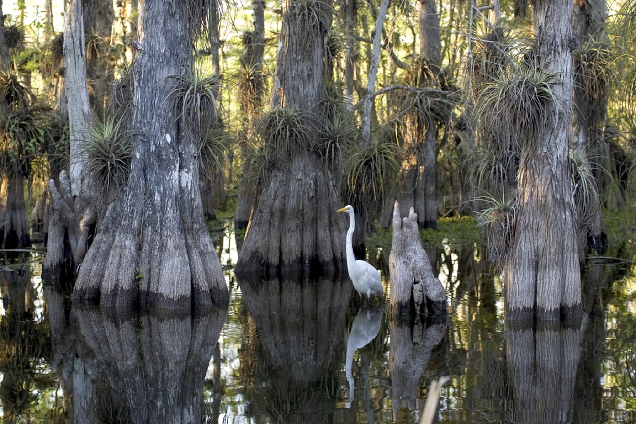 Ecosistemi, fonte di ricchezza “invisibile”