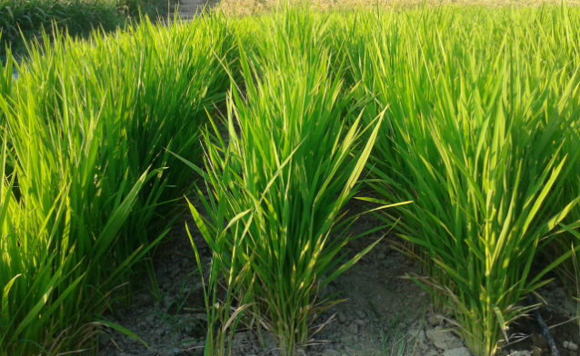 Con questo sistema si rivoluziona la coltivazione del riso. Il test a Lodi