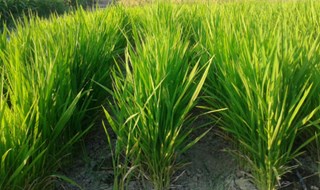 Con questo sistema si rivoluziona la coltivazione del riso. Il test a Lodi