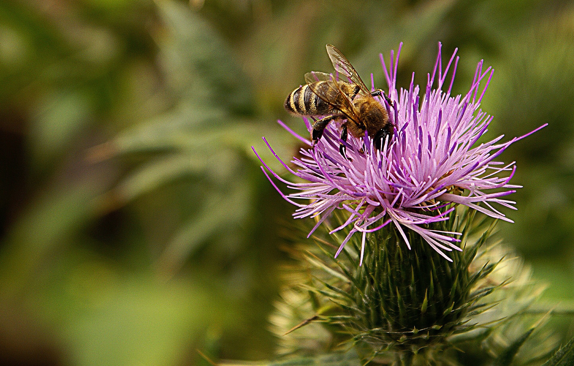 La biodiversità italiana avrà la sua anagrafe