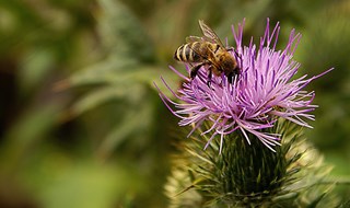 La biodiversità italiana avrà la sua anagrafe