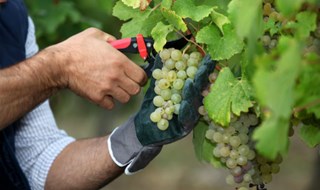 Cop21. Ecco come cambia l'agricoltura a causa dei cambiamenti climatici