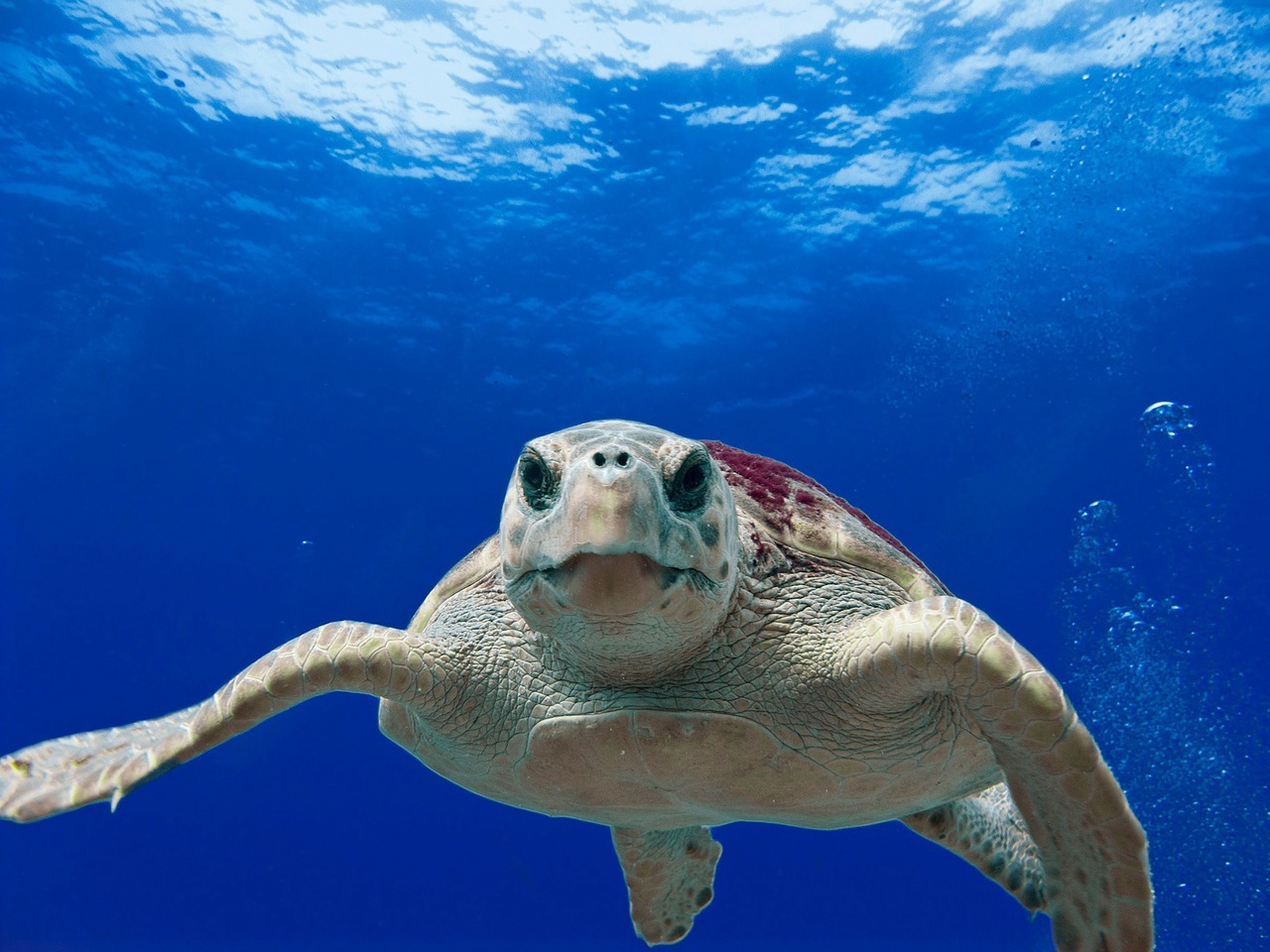 Salvare gli oceani. Le 10 azioni chiave per passare dalle parole ai fatti