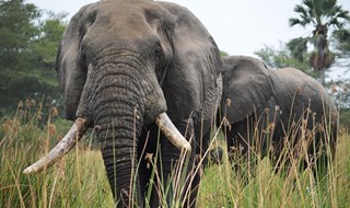 Avorio, Paesi africani e asiatici alla sbarra