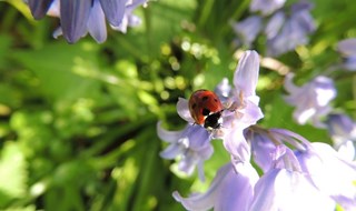 Imprese e natura: in una guida 34 storie laziali di green economy