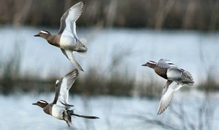 Fulvio Mamone Capria, presidente Lipu: “Dobbiamo fermare il consumo di suolo e la perdita di biodiversità”