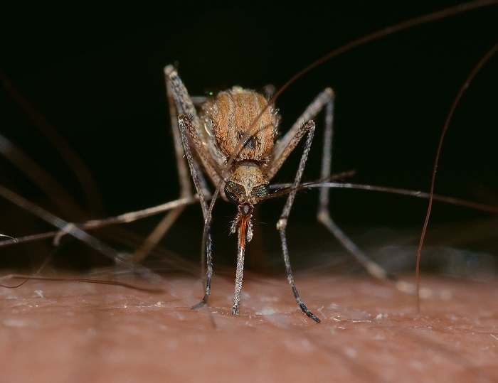 Zika, allarme Oms: l’origine nel degrado ambientale