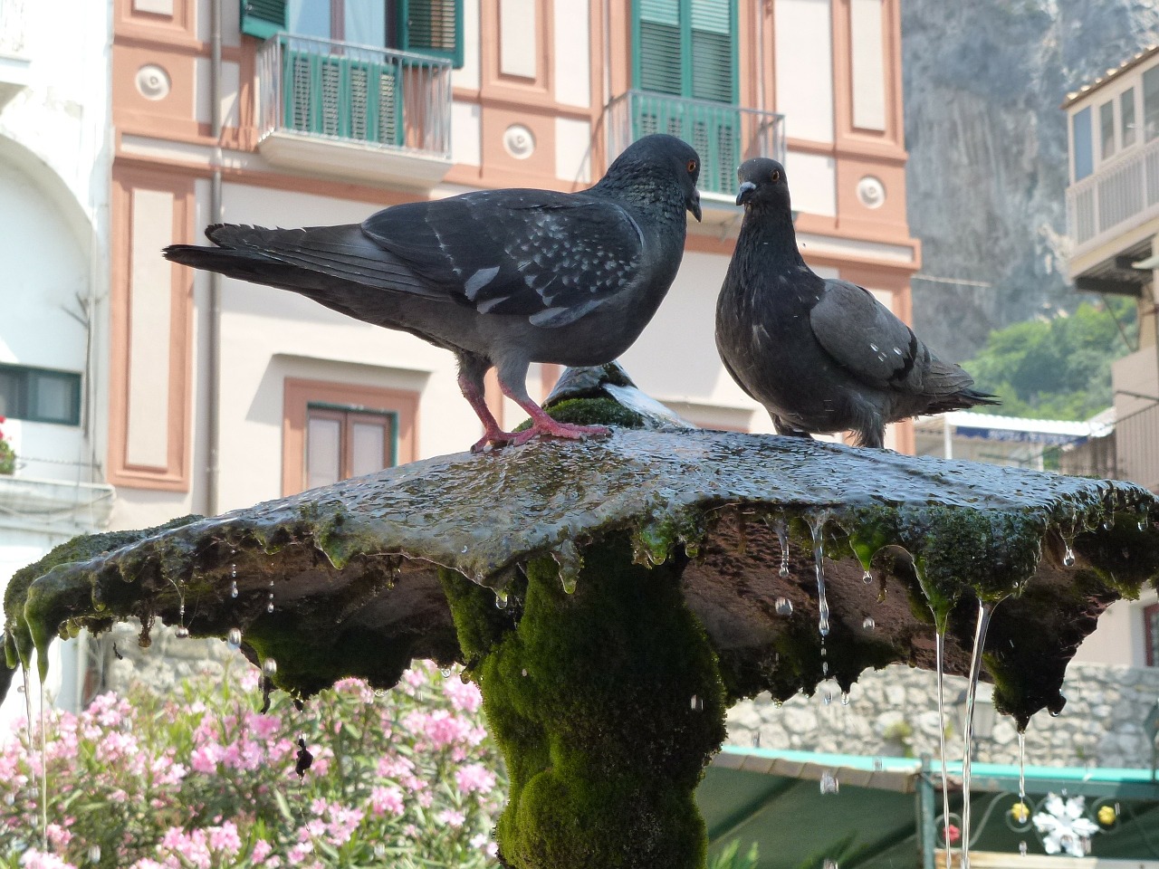 Piccioni, 10 regole per andarci d’amore e d’accordo (almeno un po’)