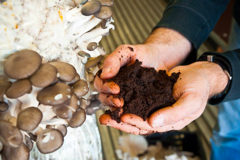 Gli scarti del caffè non esistono! La loro seconda vita è nei funghi