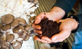 Gli scarti del caffè non esistono! La loro seconda vita è nei funghi