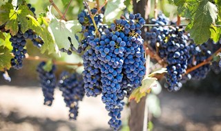 Vino bio: in un anno raddoppiano i consumatori italiani e vola l’export