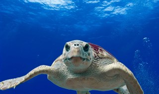 Le Caretta caretta alla (ri)conquista delle spiagge nostrane