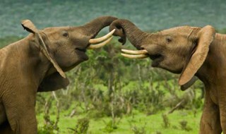 SOS elefanti per commercio illegale avorio, alla Cites l’ultima parola