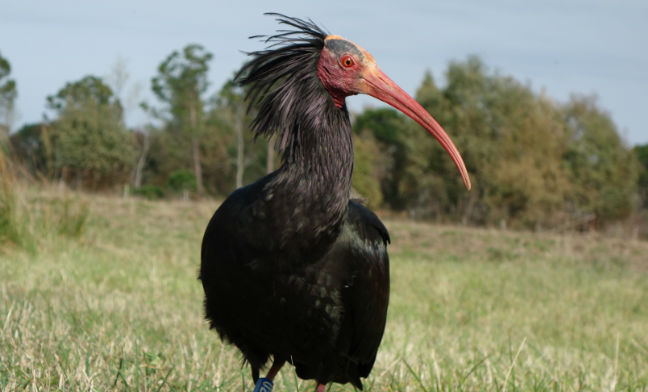 Ibis eremita. È allarme bracconaggio