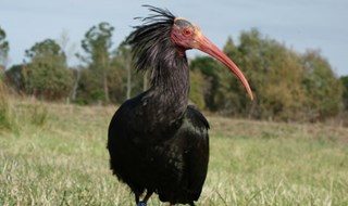 Ibis eremita. È allarme bracconaggio