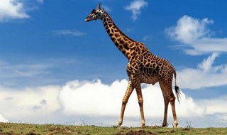 Biodiversità. Uccelli appena scoperti e giraffe sono in pericolo di estinzione