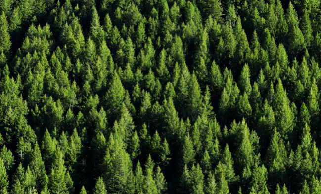 Qual è il valore delle foreste italiane